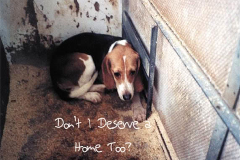 Puppy Hate