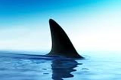 Jaws