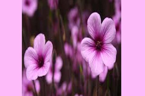 MAY FLOWERS: DAY 31  BY WILLIAMSJI MAVELI