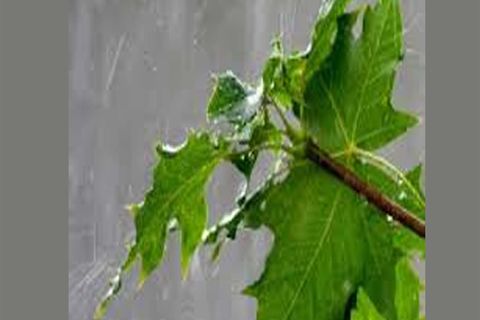 JUNE SHOWERS: DAY 1- BY WILLIAMSJI MAVELI