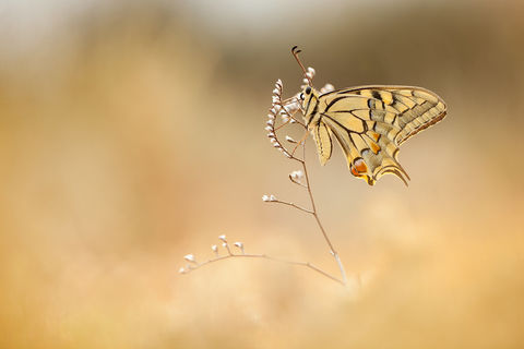 Papiliio Machaon