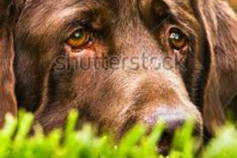 yampy eyed dog and rain flies