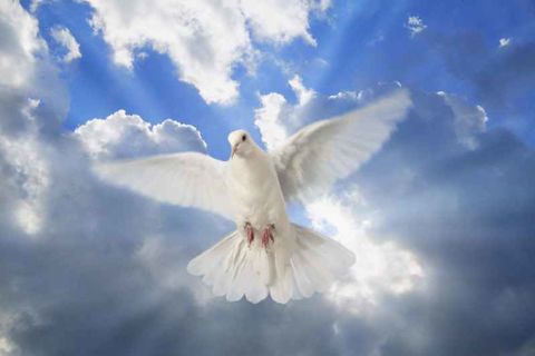 The flight of the Dove