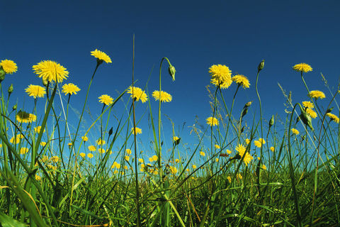 Yellow dandelion 
