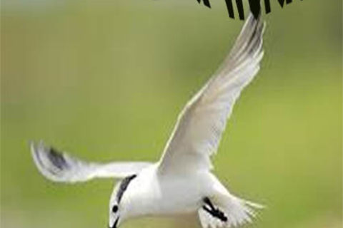 Winged Words