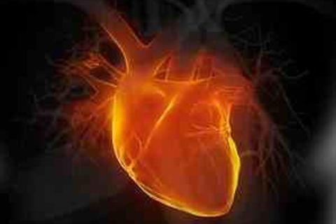 THE HEART OF A CHAMPION