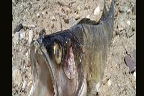 Dead Fish