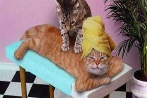 PUSSY PARLOR !?X