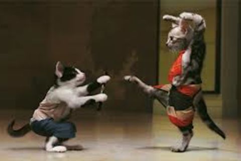 PUSSY POWER !?X
