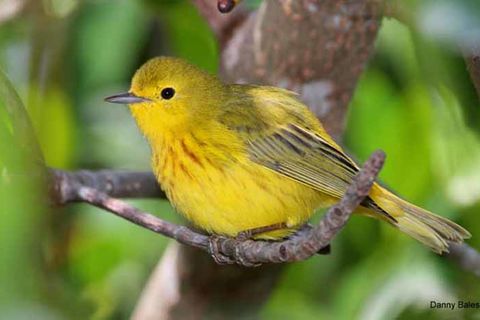 Yellow Warblers  Love Song