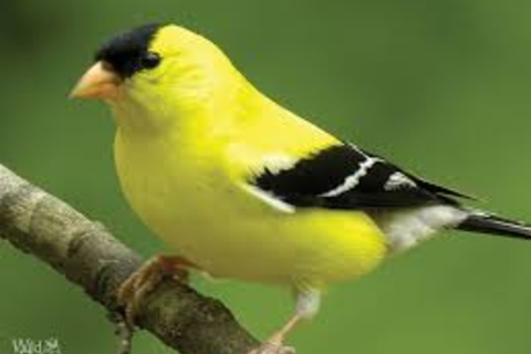 Goldfinches