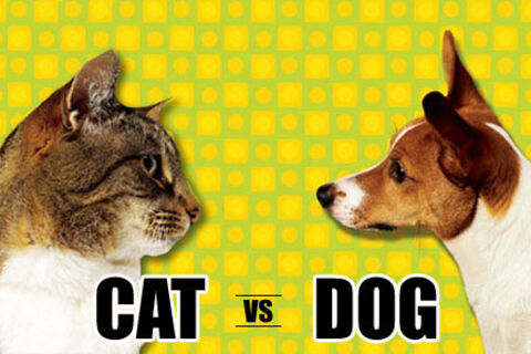 Cats vs Dogs