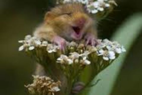 POLLEN POWER !?X