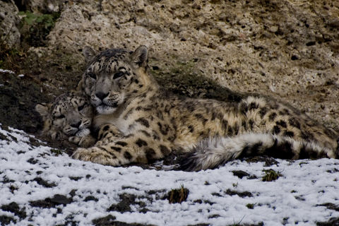 The Disappearing Snow Leopards