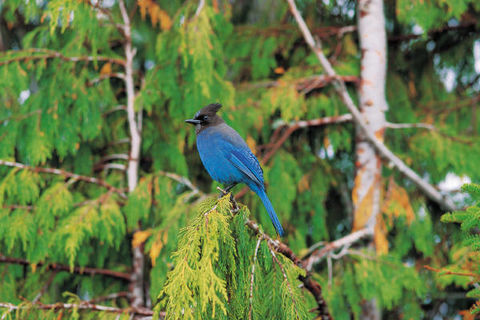 The Blue Bird