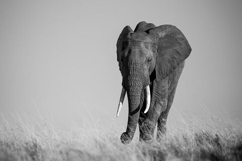 Majestic Matriarch