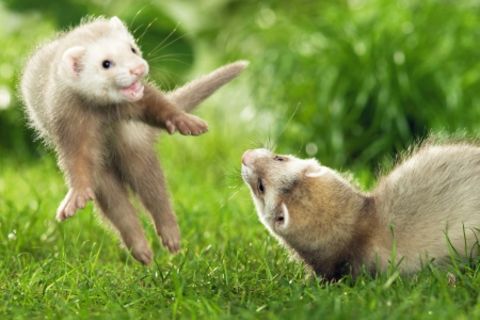 Inquisitive Ferrets