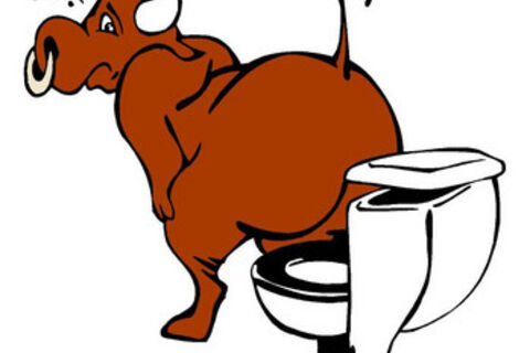 BULL SHOULD-A