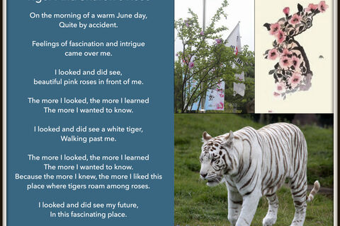 Tiger And Sharon&#039;s Rose 