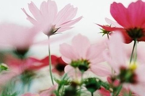 Although You Are Simple 