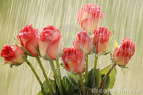 A Time of Roses
