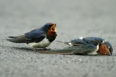 The Blind Eye of Evolution