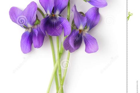 Violets
