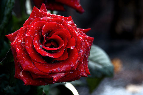 FOREVERMORE