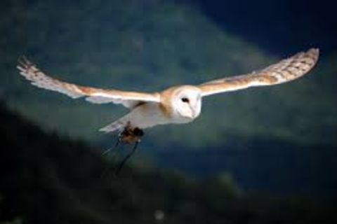 Snowy Owl