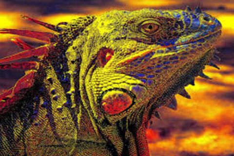 &quot; IGUANA &quot;