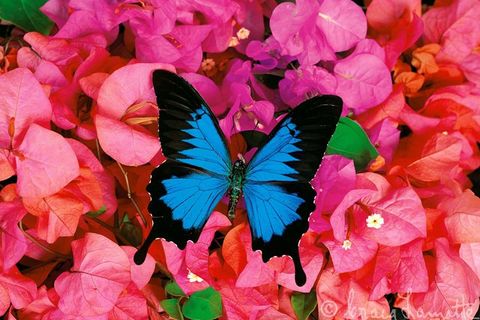 Wings of Peace