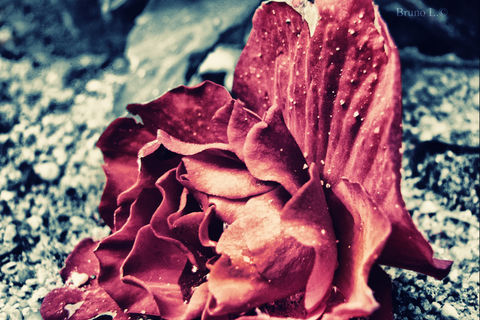 Death of a Rose....