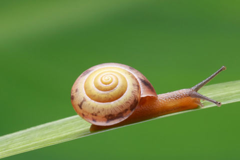 Poem Escargot