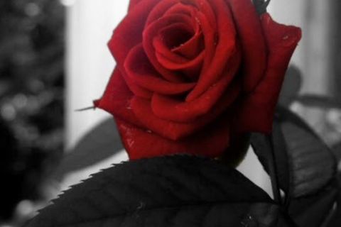 BEAUTIFUL WISH