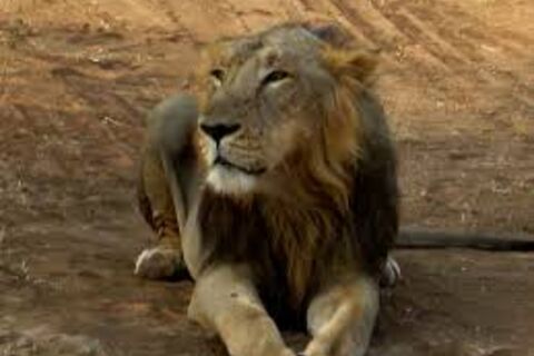 Lion under umbrella