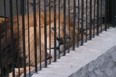 Lonely lion 