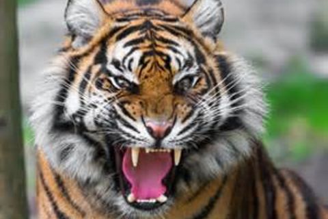 An Animal&#039;s Attack