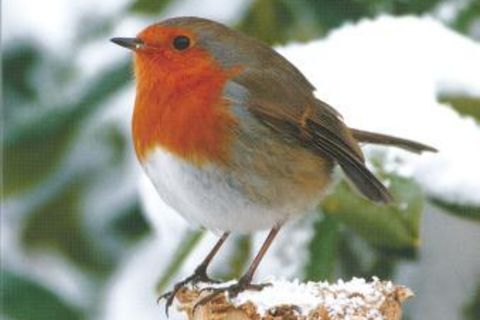 Mister Robin