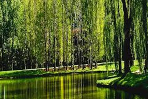Willows