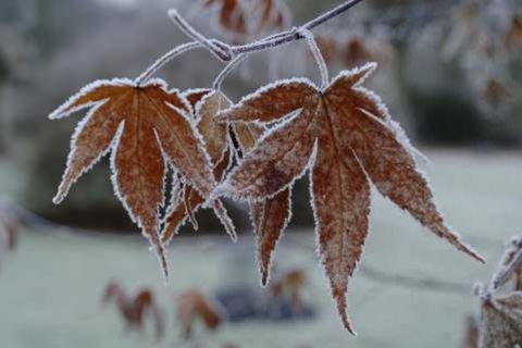 Jack Frost