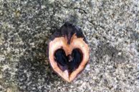 LITTLE LOVE SEED !?X