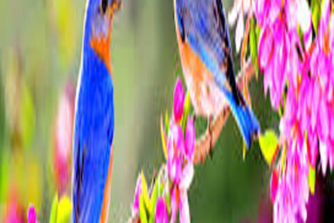 JANUARY DAWNS: DAY 11, WILLIAMSJI MAVELI WRITES, &quot; WE MADE OUR OWN SPRING&quot;