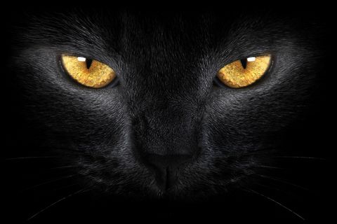 CAT EYES