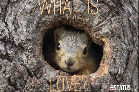 &quot;What Is Love?&quot; 