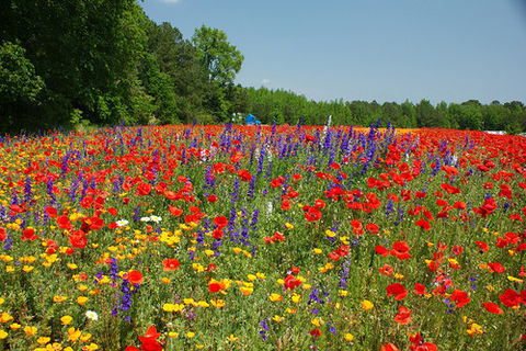 Wildflowers