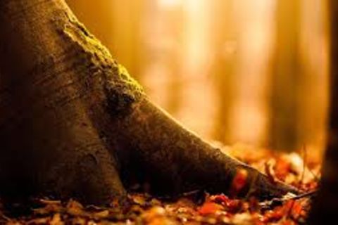 ROOTS OF A TREE