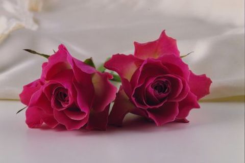 HEARTS JOINED TOGETHER BY GODS OWN HAND