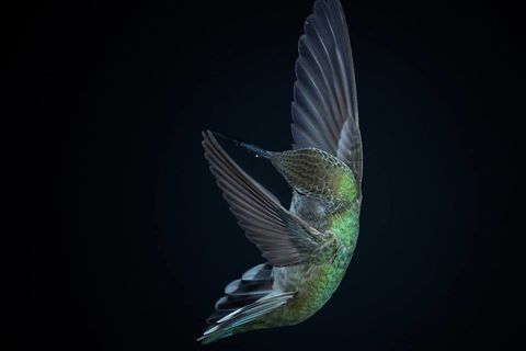 Hummingbird