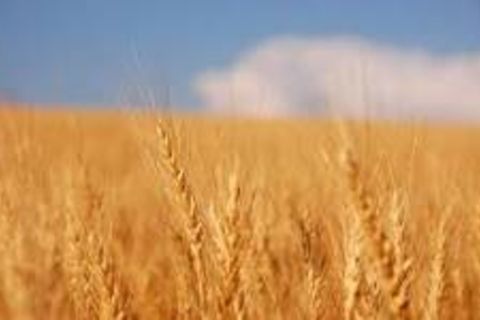 The Wheatfields