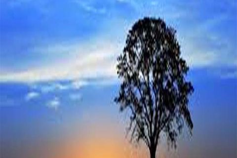 MARCH MYTHS: DAY 17, WILLIAMSJI MAVELI WRITES, IS THE DAWN NEAR OR FAR ?